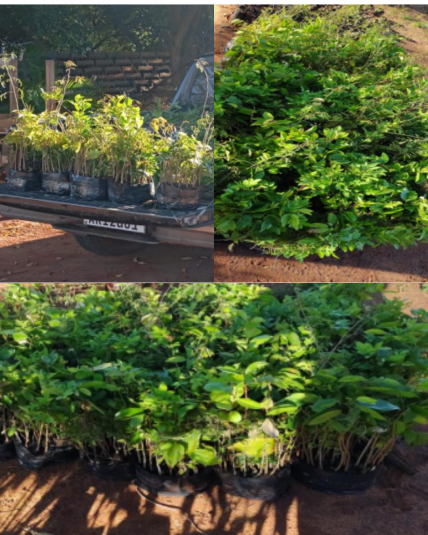 Nova Londrina Recebe 2.220 Mudas de Plantas Nativas em Ação Conjunta com o Instituto Água e Terra