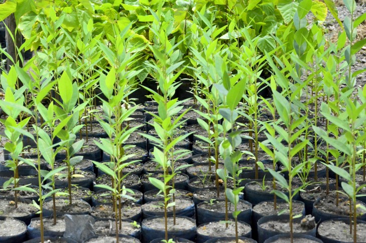 Município inicia plantio de 2.200 mudas nativas para fortalecer a recuperação ambiental