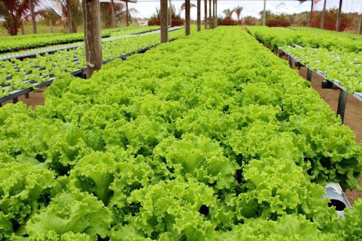 HORTA COMUNITÁRIA DE NOVA LONDRINA: ALIMENTO SAUDÁVEL, PRODUÇÃO LOCAL E SUSTENTABILIDADE! 🌱🥬